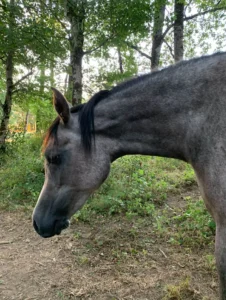 Photo de EV SHAYMAH DES AUBUES, pur-sang arabe passé au Haras de la Chataignière - Des Aubus