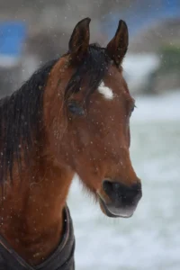 Photo de EXOTIC GRACE (BEL), pur-sang arabe passé au Haras de la Chataignière - Des Aubus