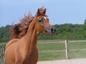 Photo de ESTA ESKAISTA (NLD), pur-sang arabe passé au Haras de la Chataignière - Des Aubus