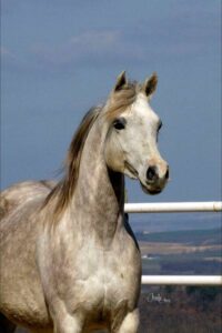 Photo de ESTALIA, pur-sang arabe passé au Haras de la Chataignière - Des Aubus