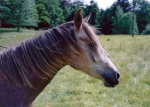 Photo de FAIVA DES AUBUES, pur-sang arabe passé au Haras de la Chataignière - Des Aubus