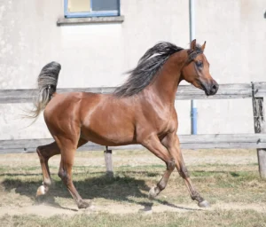 Photo de FANGEL DES AUBUS, pur-sang arabe passé au Haras de la Chataignière - Des Aubus