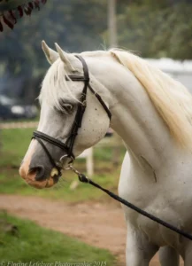Photo de FANTASY DES AUBUS, pur-sang arabe passé au Haras de la Chataignière - Des Aubus