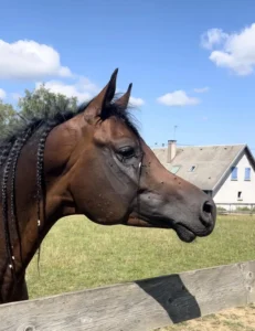 Photo de FM AMIR AL BAYDAA (BEL), pur-sang arabe passé au Haras de la Chataignière - Des Aubus