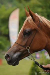 Photo de GALIA DES AUBUES, pur-sang arabe passé au Haras de la Chataignière - Des Aubus