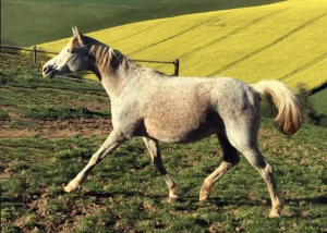 Photo de GHREZALA DE GACIA, pur-sang arabe passé au Haras de la Chataignière - Des Aubus