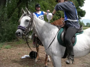 Photo de HALOVNA DES AUBUES, pur-sang arabe passé au Haras de la Chataignière - Des Aubus
