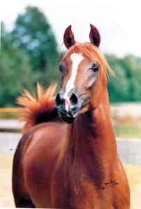 Photo de HAMOURABI (BEL), pur-sang arabe passé au Haras de la Chataignière - Des Aubus