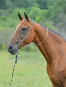 Photo de HARIZMATA (RUS), pur-sang arabe passé au Haras de la Chataignière - Des Aubus