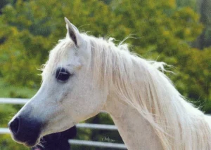Photo de HENIGMA, pur-sang arabe passé au Haras de la Chataignière - Des Aubus