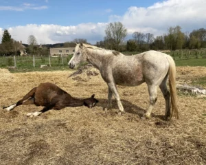 Photo de HORACIO DES AUBUS, pur-sang arabe passé au Haras de la Chataignière - Des Aubus