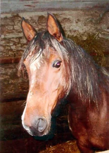 Photo de INDIANA DE GAN, pur-sang arabe passé au Haras de la Chataignière - Des Aubus