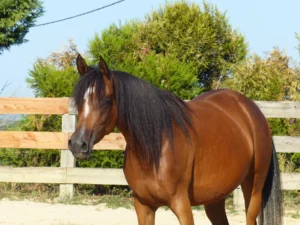 Photo de IZALYA DES AUBUES, pur-sang arabe passé au Haras de la Chataignière - Des Aubus