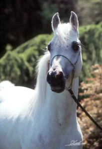 Photo de JJ SHAKMAL (ARG), pur-sang arabe passé au Haras de la Chataignière - Des Aubus
