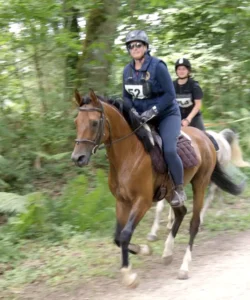 Photo de JOMAR DES AUBUS, pur-sang arabe passé au Haras de la Chataignière - Des Aubus