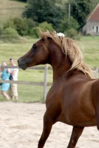 Photo de JOSKILI DES AUBUS, pur-sang arabe passé au Haras de la Chataignière - Des Aubus