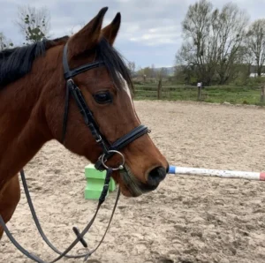 Photo de JOSMONTAL DES AUBUS, pur-sang arabe passé au Haras de la Chataignière - Des Aubus