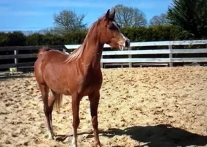 Photo de JULIANA DES AUBUES, pur-sang arabe passé au Haras de la Chataignière - Des Aubus