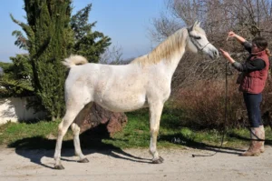 Photo de KAILA AL THAAL, pur-sang arabe passé au Haras de la Chataignière - Des Aubus