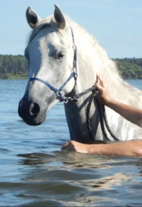 Photo de KAIXO D'ELHORRIA, pur-sang arabe passé au Haras de la Chataignière - Des Aubus