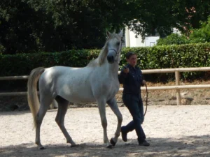 Photo de KAL'EL DES AUBUS, pur-sang arabe passé au Haras de la Chataignière - Des Aubus