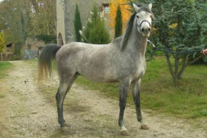 Photo de KALT DES AUBUS, pur-sang arabe passé au Haras de la Chataignière - Des Aubus