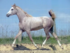 Photo de KARMAL DES AUBUS, pur-sang arabe passé au Haras de la Chataignière - Des Aubus