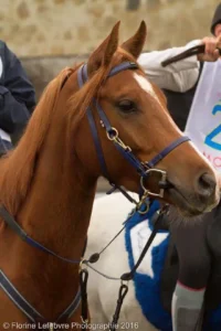 Photo de KESHY DES AUBUS, pur-sang arabe passé au Haras de la Chataignière - Des Aubus