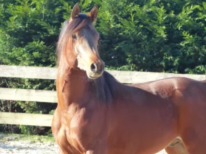 Photo de KHALIFE DES AUBUS, pur-sang arabe passé au Haras de la Chataignière - Des Aubus