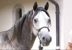 Photo de KIKINOKI DES AUBUS, pur-sang arabe passé au Haras de la Chataignière - Des Aubus