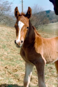Photo de KOSSOV DES AUBUS, pur-sang arabe passé au Haras de la Chataignière - Des Aubus