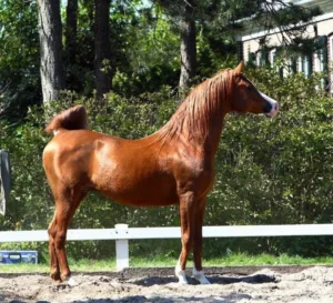 Photo de KUBINEC (SU), pur-sang arabe passé au Haras de la Chataignière - Des Aubus
