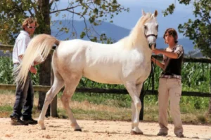 Photo de LAGONN DES AUBUS, pur-sang arabe passé au Haras de la Chataignière - Des Aubus