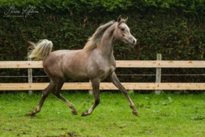 Photo de LAHYAN DES AUBUS, pur-sang arabe passé au Haras de la Chataignière - Des Aubus