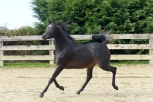 Photo de LAMIRA DES AUBUES, pur-sang arabe passé au Haras de la Chataignière - Des Aubus