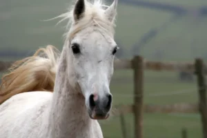 Photo de LARA (DEU), pur-sang arabe passé au Haras de la Chataignière - Des Aubus