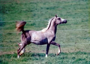 Photo de LAREVA, pur-sang arabe passé au Haras de la Chataignière - Des Aubus