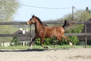 Photo de LARYANA DES AUBUES, pur-sang arabe passé au Haras de la Chataignière - Des Aubus
