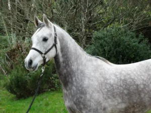 Photo de LARYK DES AUBUS, pur-sang arabe passé au Haras de la Chataignière - Des Aubus