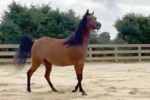 Photo de LOICA DES AUBUES, pur-sang arabe passé au Haras de la Chataignière - Des Aubus