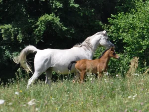 Photo de LOUBNA DES AUBUES, pur-sang arabe passé au Haras de la Chataignière - Des Aubus