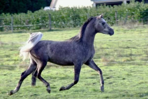 Photo de MAD MAX LC, pur-sang arabe passé au Haras de la Chataignière - Des Aubus