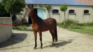 Photo de MAGMA AL MYSTIC, pur-sang arabe passé au Haras de la Chataignière - Des Aubus