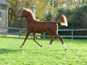 Photo de MAIIA DES AUBUES, pur-sang arabe passé au Haras de la Chataignière - Des Aubus