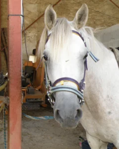 Photo de MAJDEN DES AUBUS, pur-sang arabe passé au Haras de la Chataignière - Des Aubus