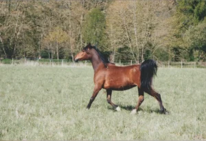 Photo de MALAAK, pur-sang arabe passé au Haras de la Chataignière - Des Aubus
