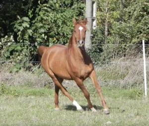 Photo de MALYSTIKA DE RIPAU, pur-sang arabe passé au Haras de la Chataignière - Des Aubus