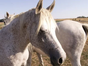 Photo de MAZARINE DES AUBUES, pur-sang arabe passé au Haras de la Chataignière - Des Aubus