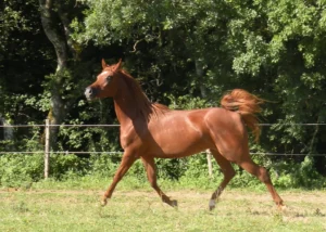 Photo de MENESTYCA DES AUBUES, pur-sang arabe passé au Haras de la Chataignière - Des Aubus