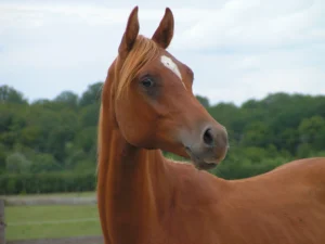 Photo de MESSAHID DES AUBUS, pur-sang arabe passé au Haras de la Chataignière - Des Aubus